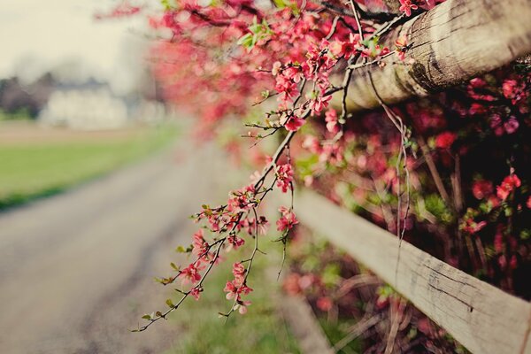 Pink quince flowers