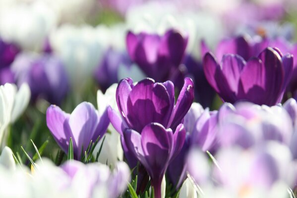Photo of a blurred background with lilac petals