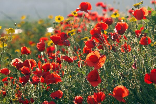 Campo de amapolas rojas y flores amarillas