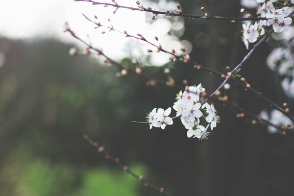 Kirschblüten im Frühling