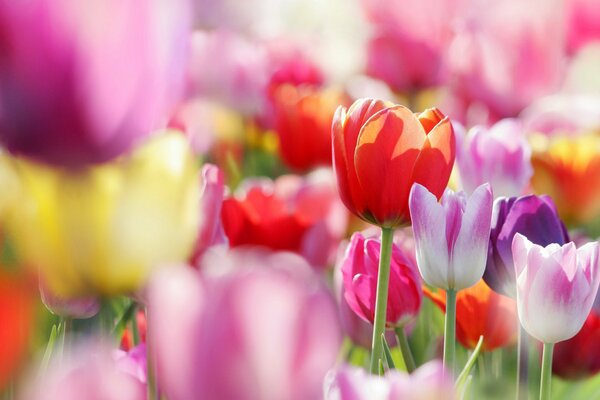 Multicolored tulips bloomed in the spring