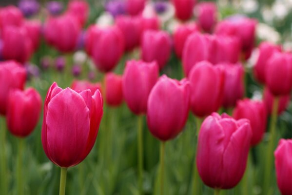Field of pink tulips, blurring