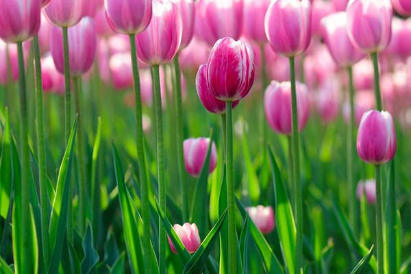 Beautiful and exquisite pink tulips