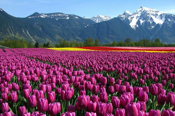 Fields of tulips in the highlands