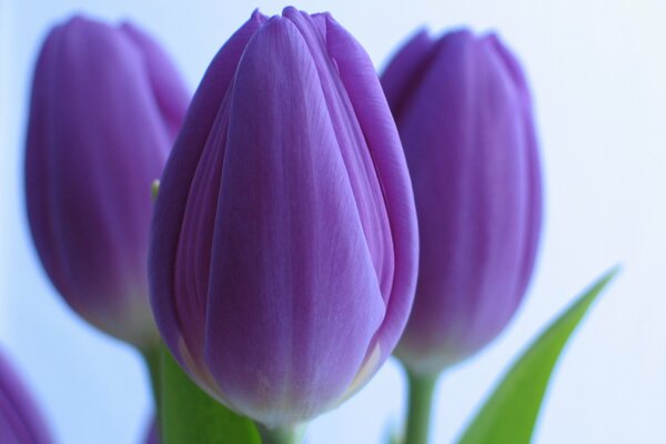 Fiori primaverili: tulipani viola