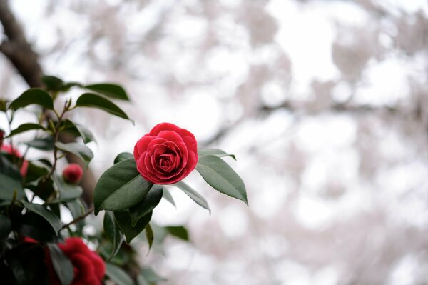 Bright red flower in focus