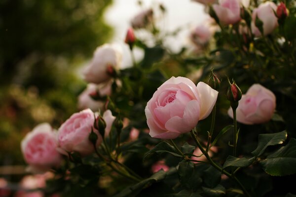 Boccioli di rosa di rose meravigliose