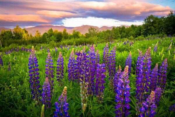 Fiori viola contro il cielo al tramonto