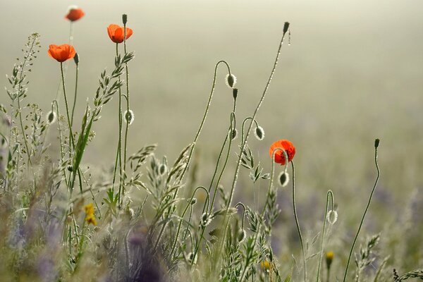 Schönes Foto von Mohnblumen auf der Morgenlichtung