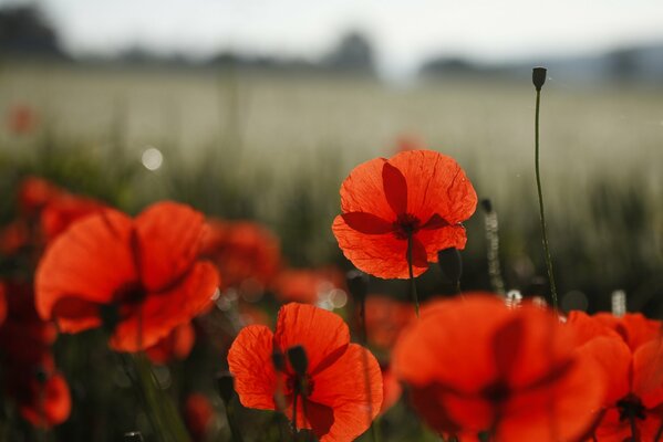 Molti colori del papavero rosso sul pavimento