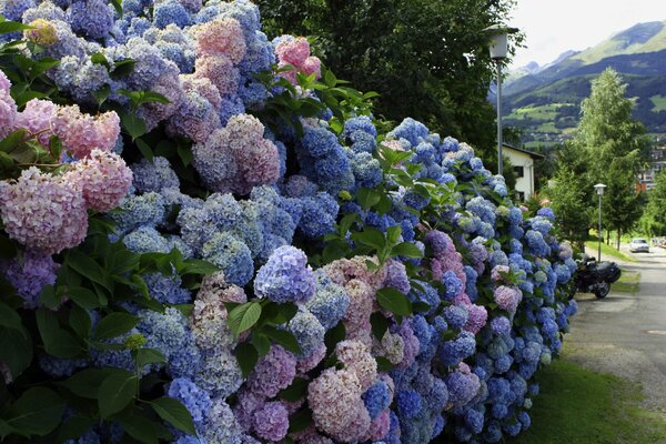 Recinzione vivente di cespugli di ortensie