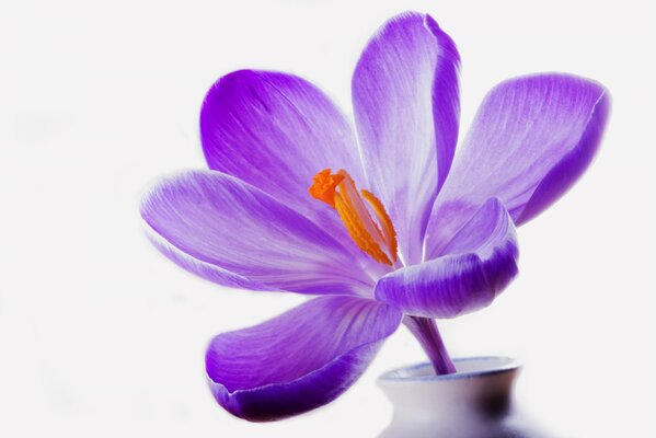 Lilac crocus in a white vase on a white background