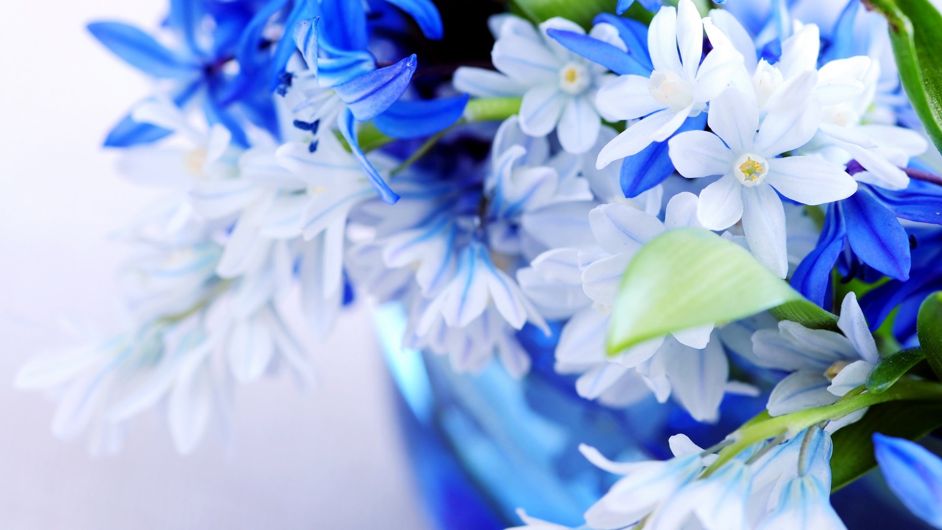 blumen blumenstrauß sanft blau hellblau farbe blätter blütenblätter