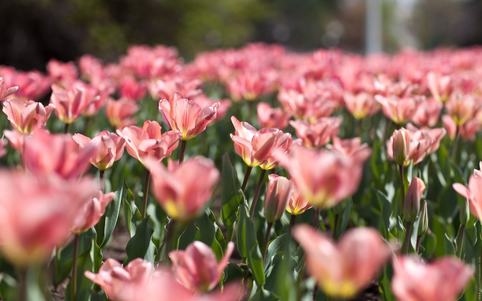 nature spring flower tulips pink tender paint blur leaves green