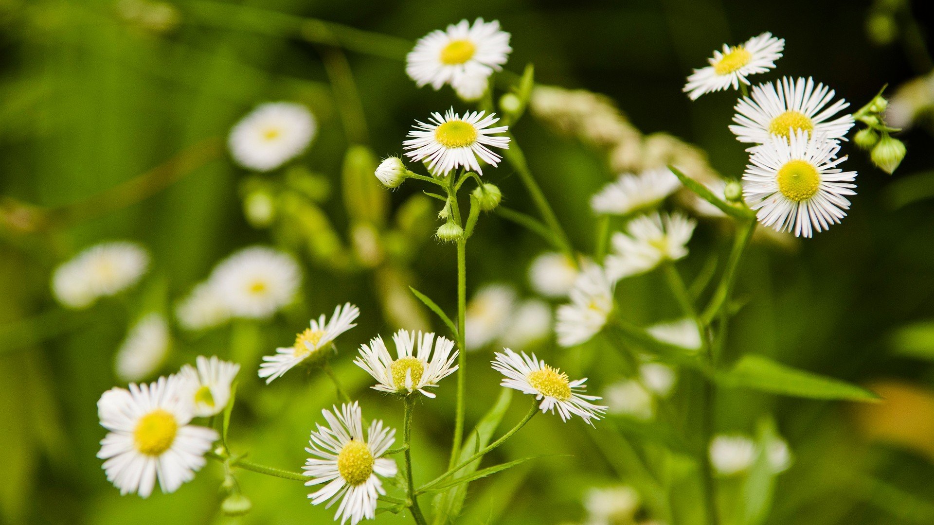 natura margherite fiori bianchi erba radura