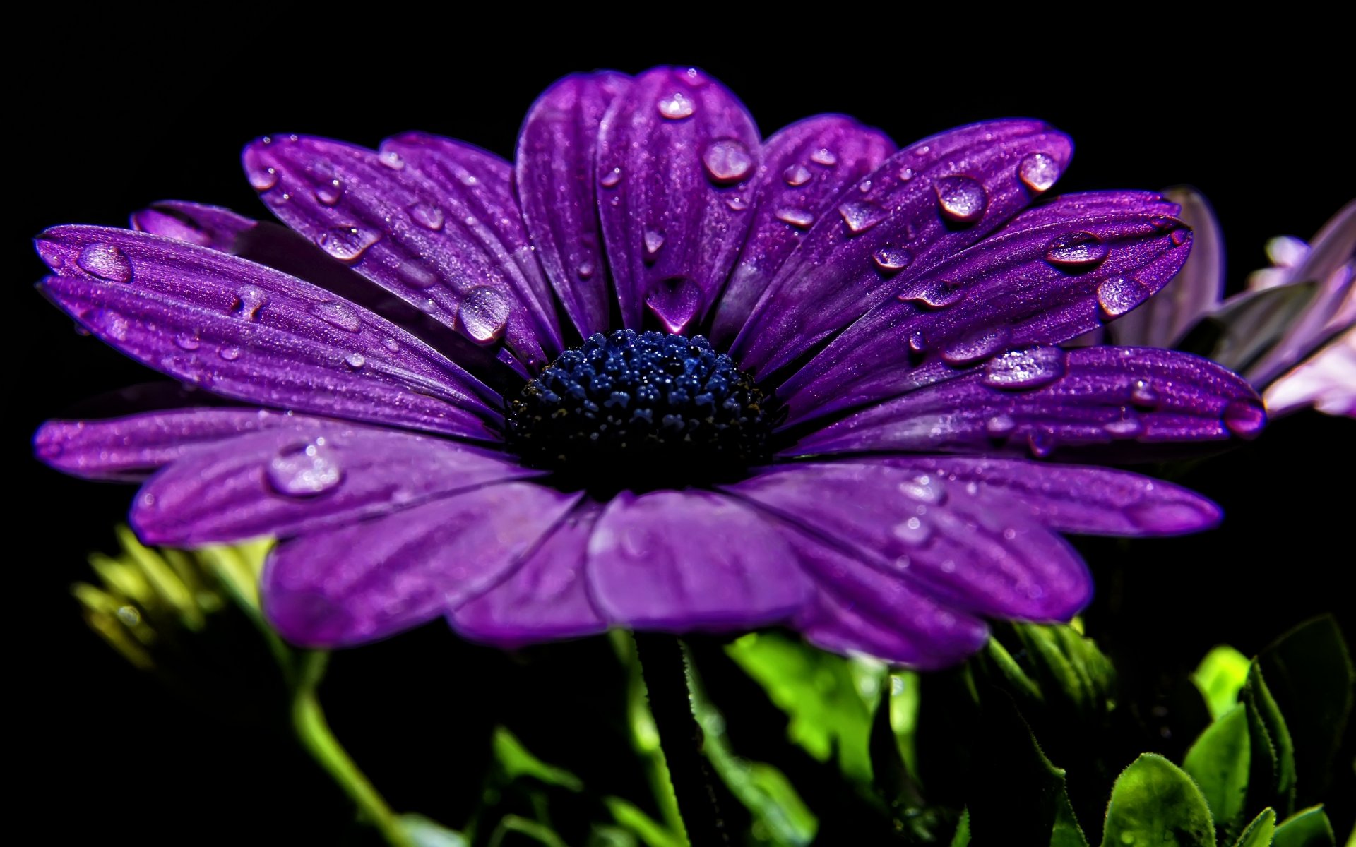 fondo macro púrpura pétalos gotas rocío agua