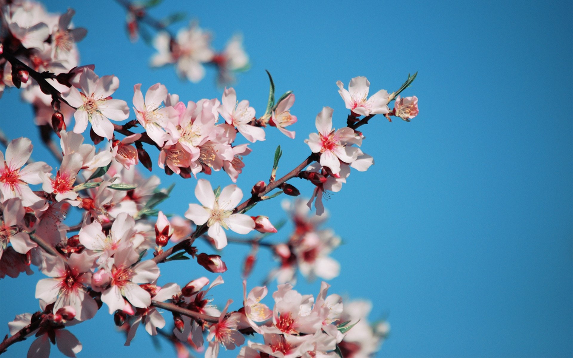 cherry sakura flower petals pink branch sky blue bloom spring