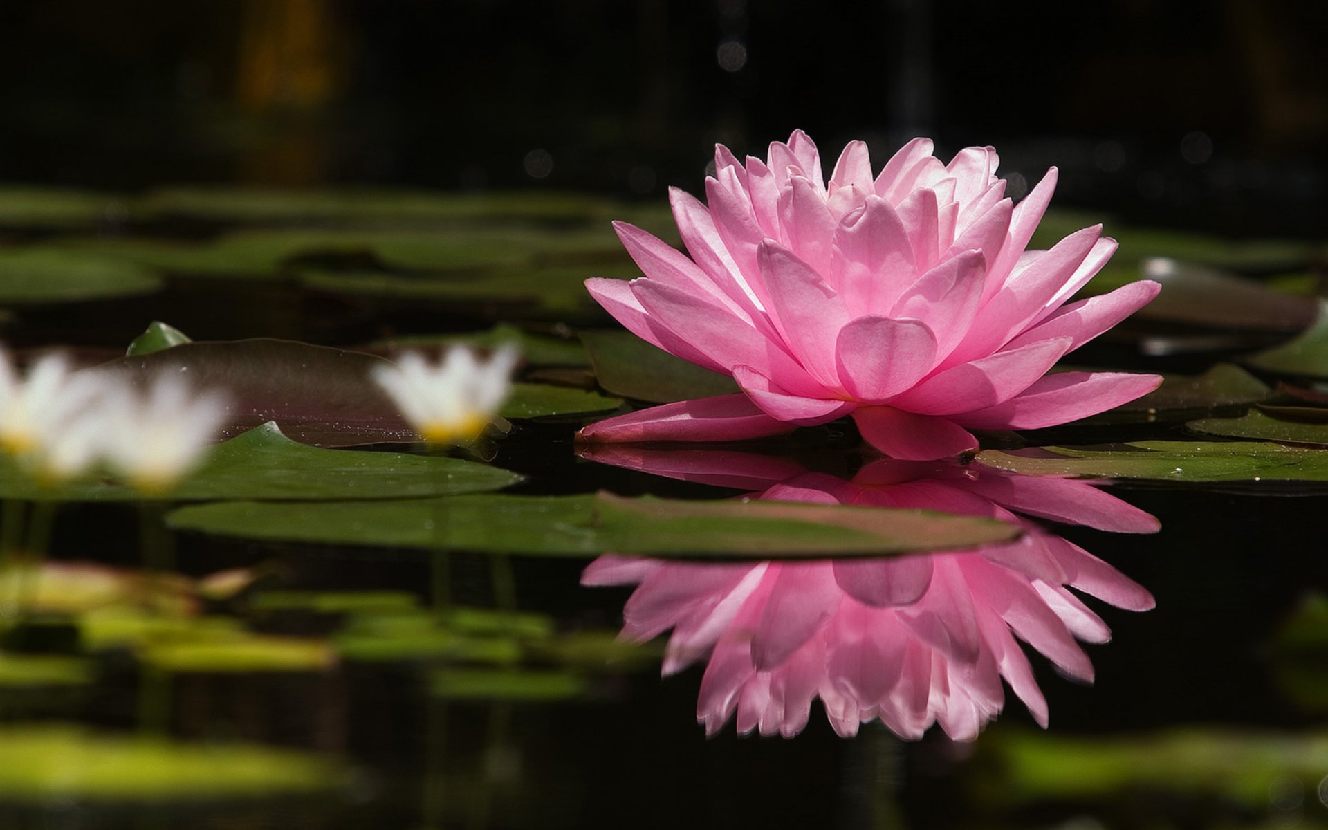 nature flower pink lotus water lily waterlily petals lake beauty tender