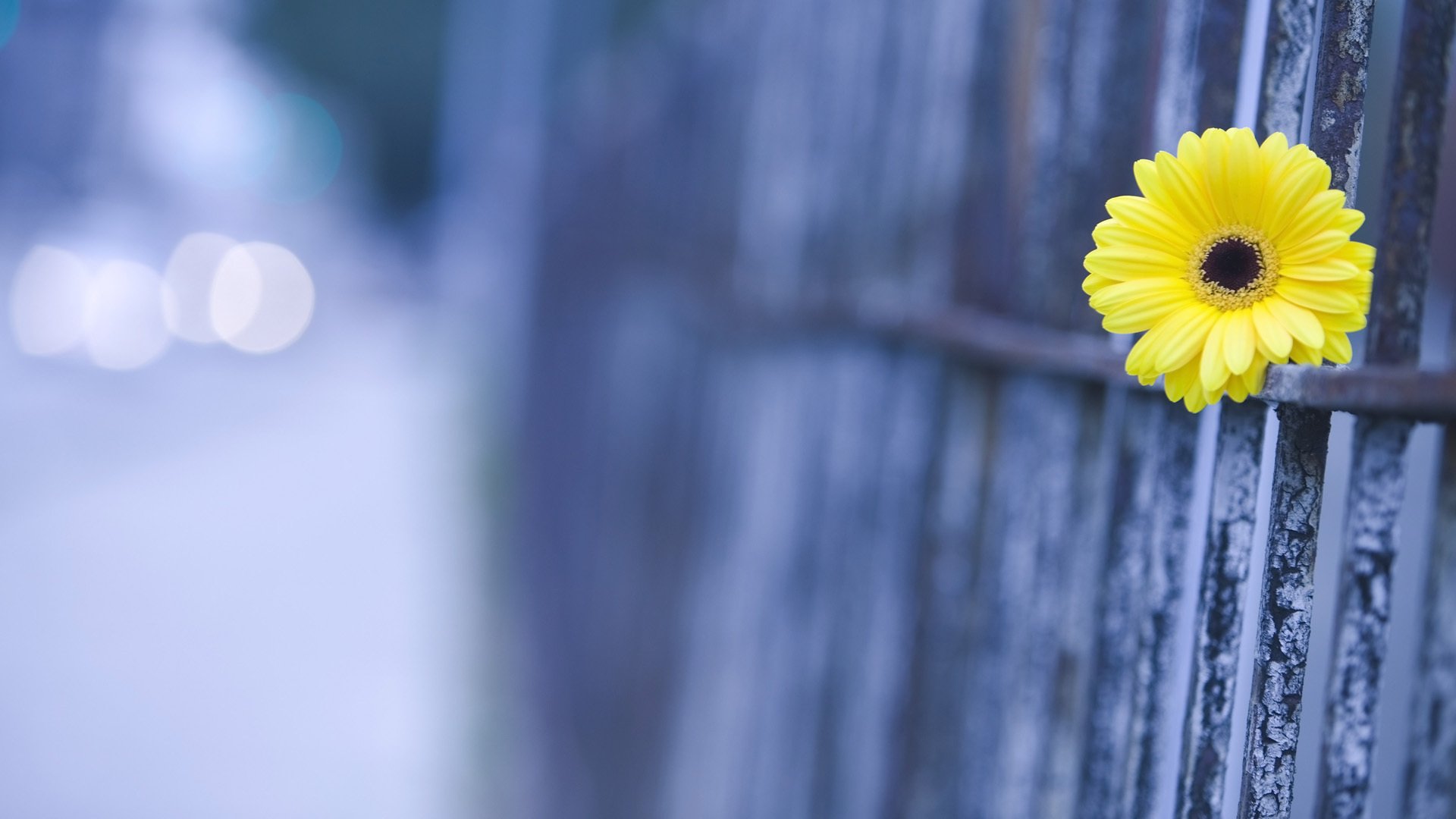 flower gerbera close up fence blur