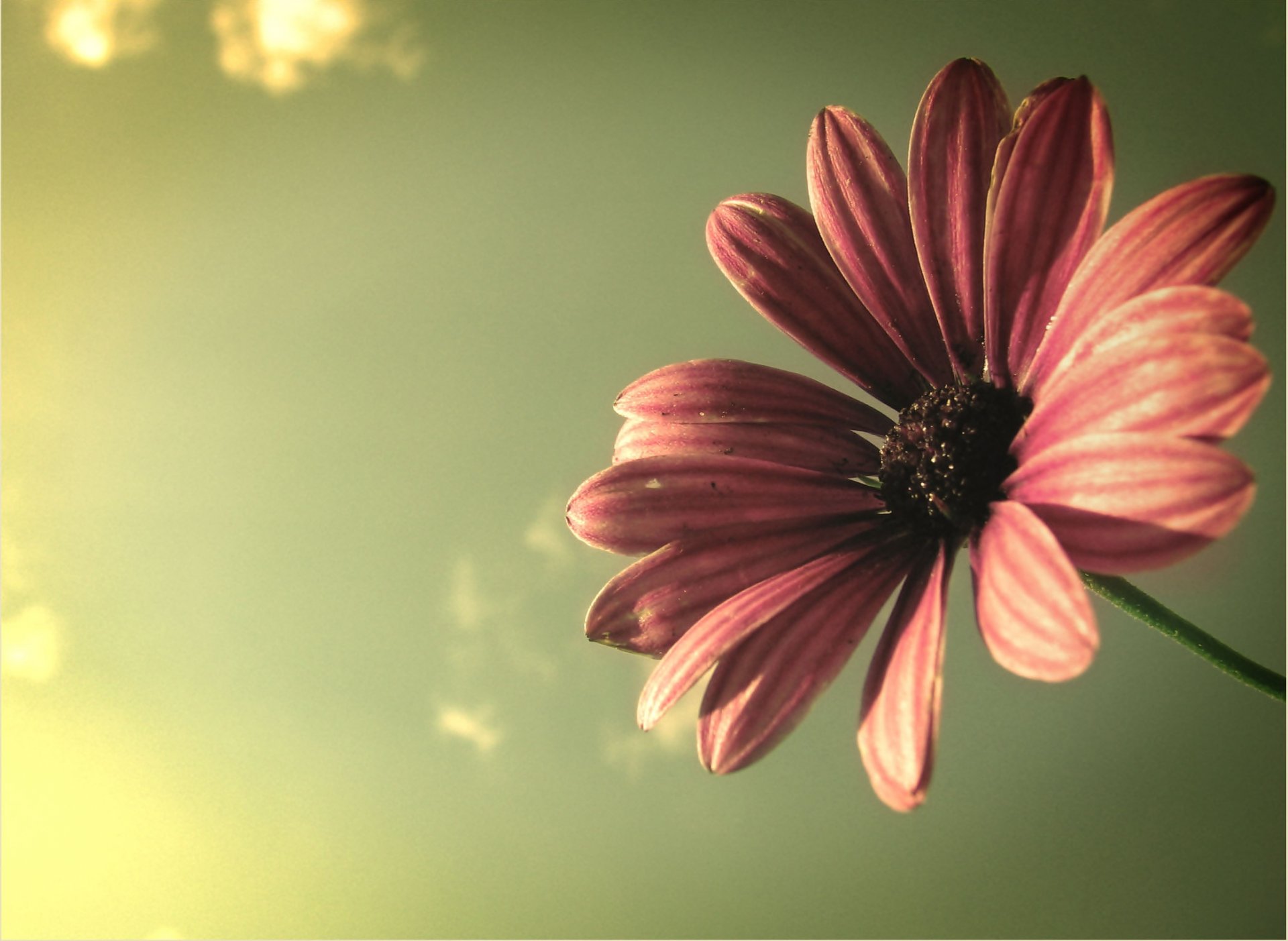 makro blume blütenblätter himmel strahlen licht farben pflanze