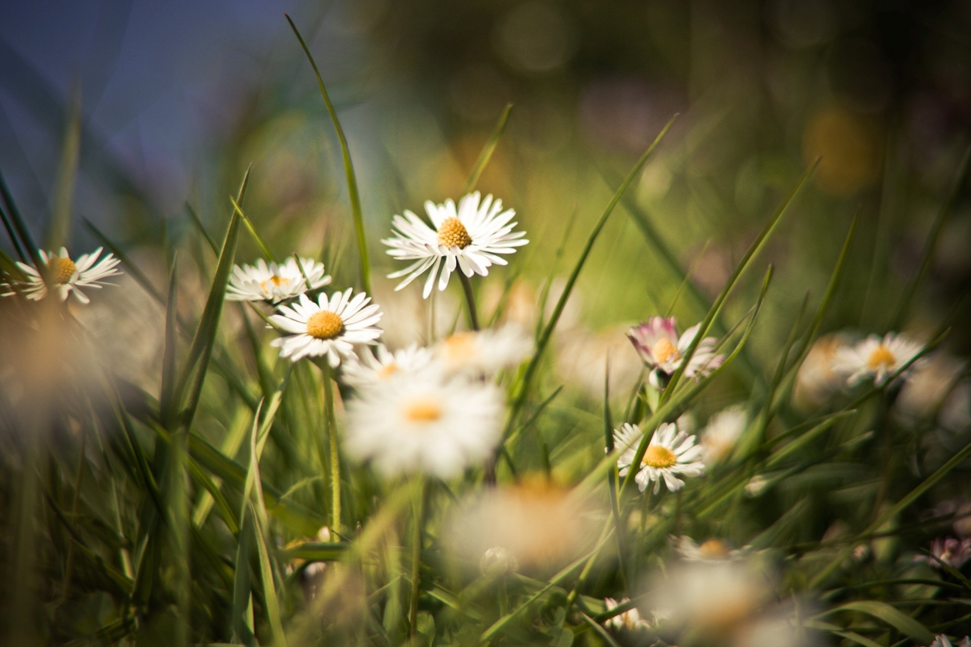 été champ clairière herbe marguerites fleurs plantes fond fond d écran