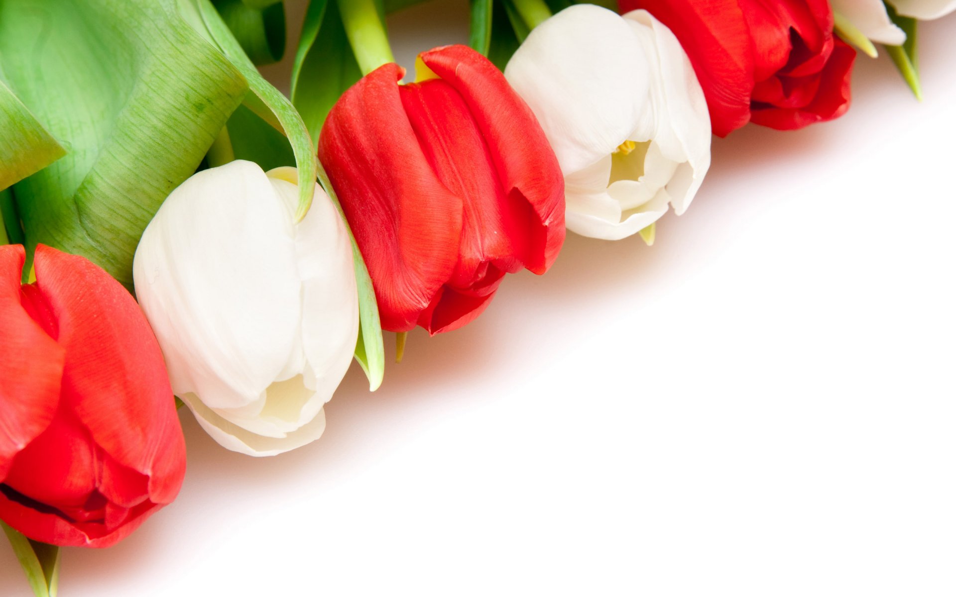 white background tulips red