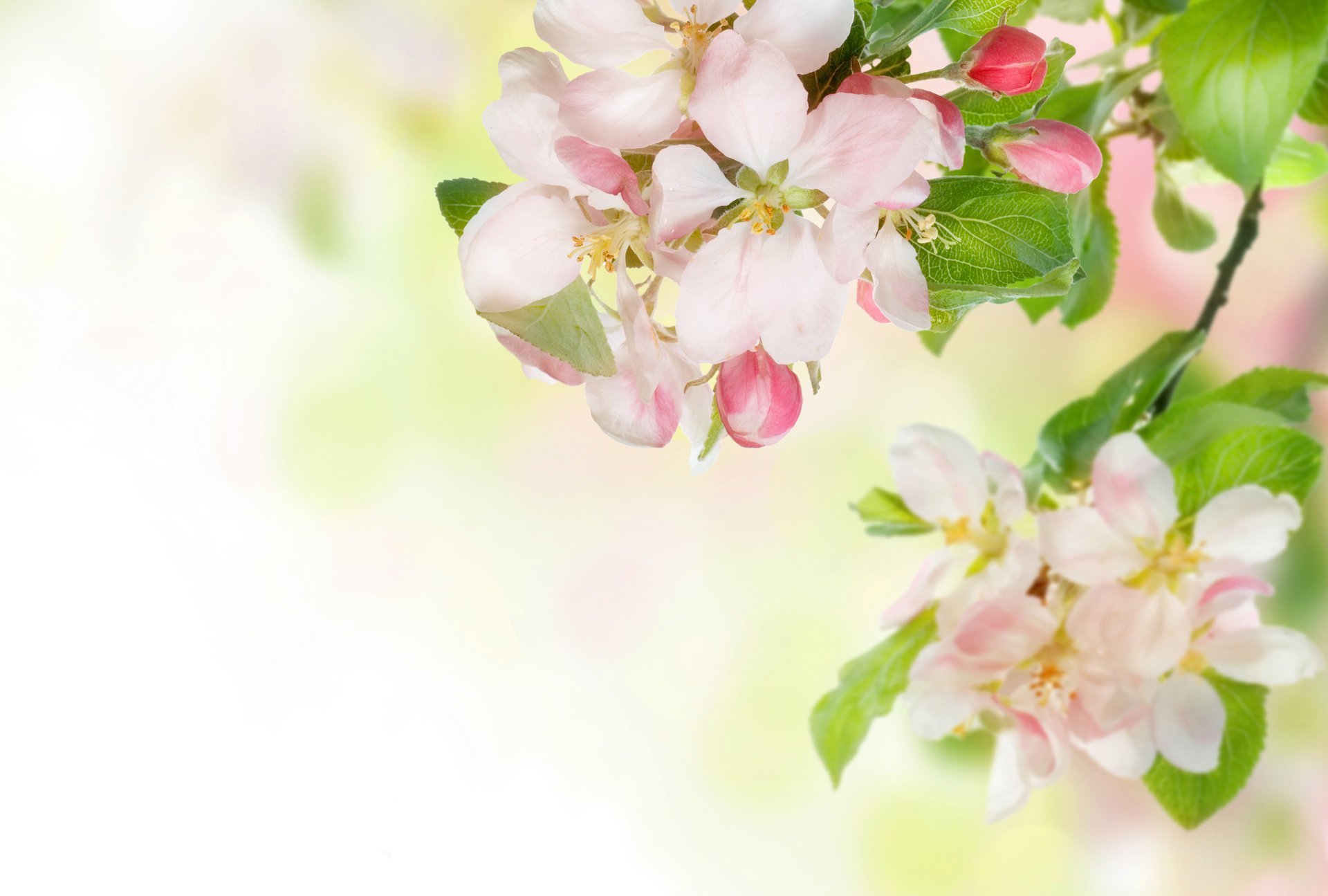 apfelbaum blumen zweig frühling zärtlichkeit