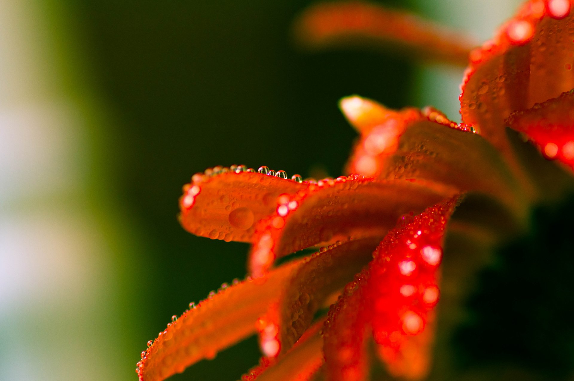 close up flower drop