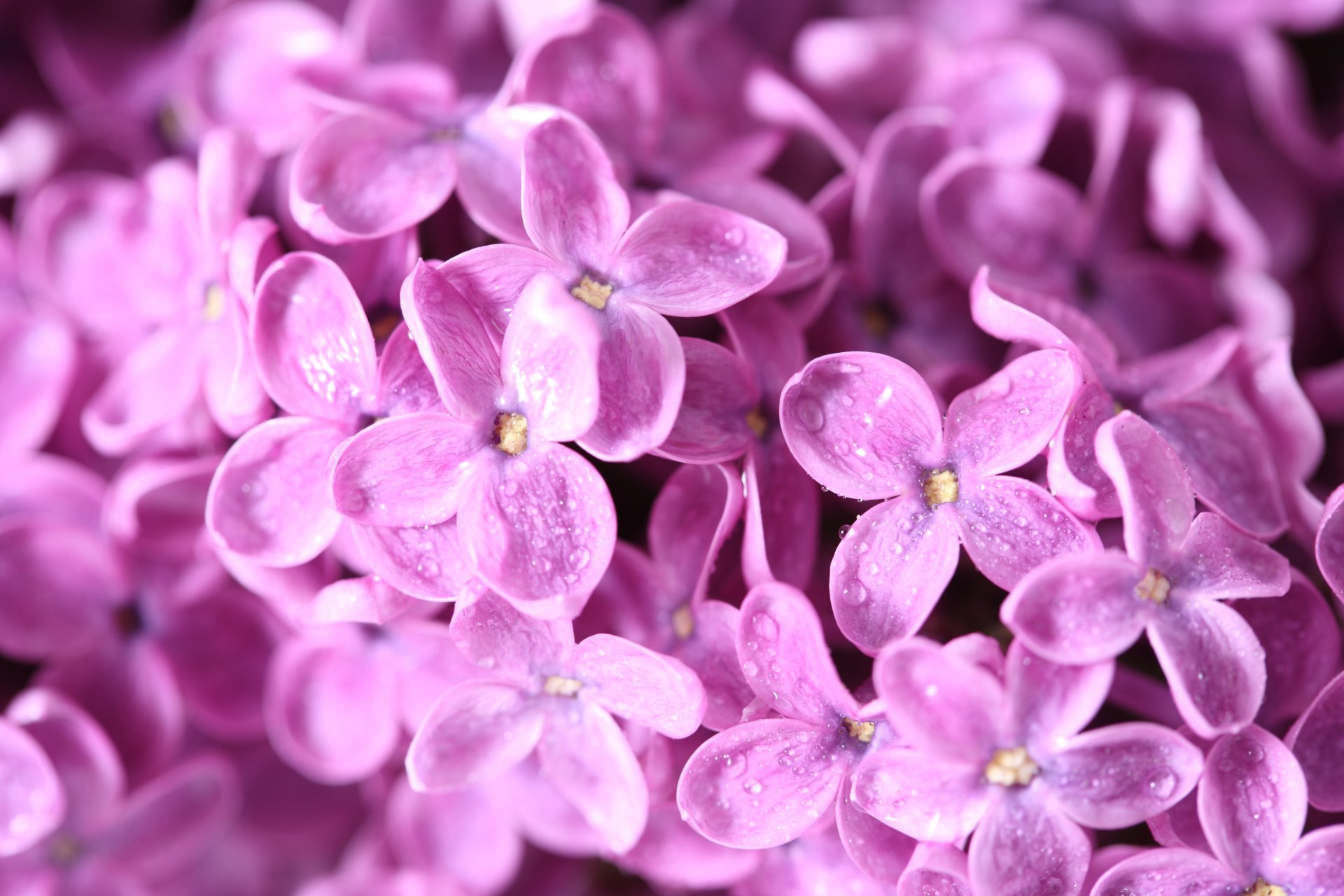 flieder blumen zweig tropfen tau makro frühling natur