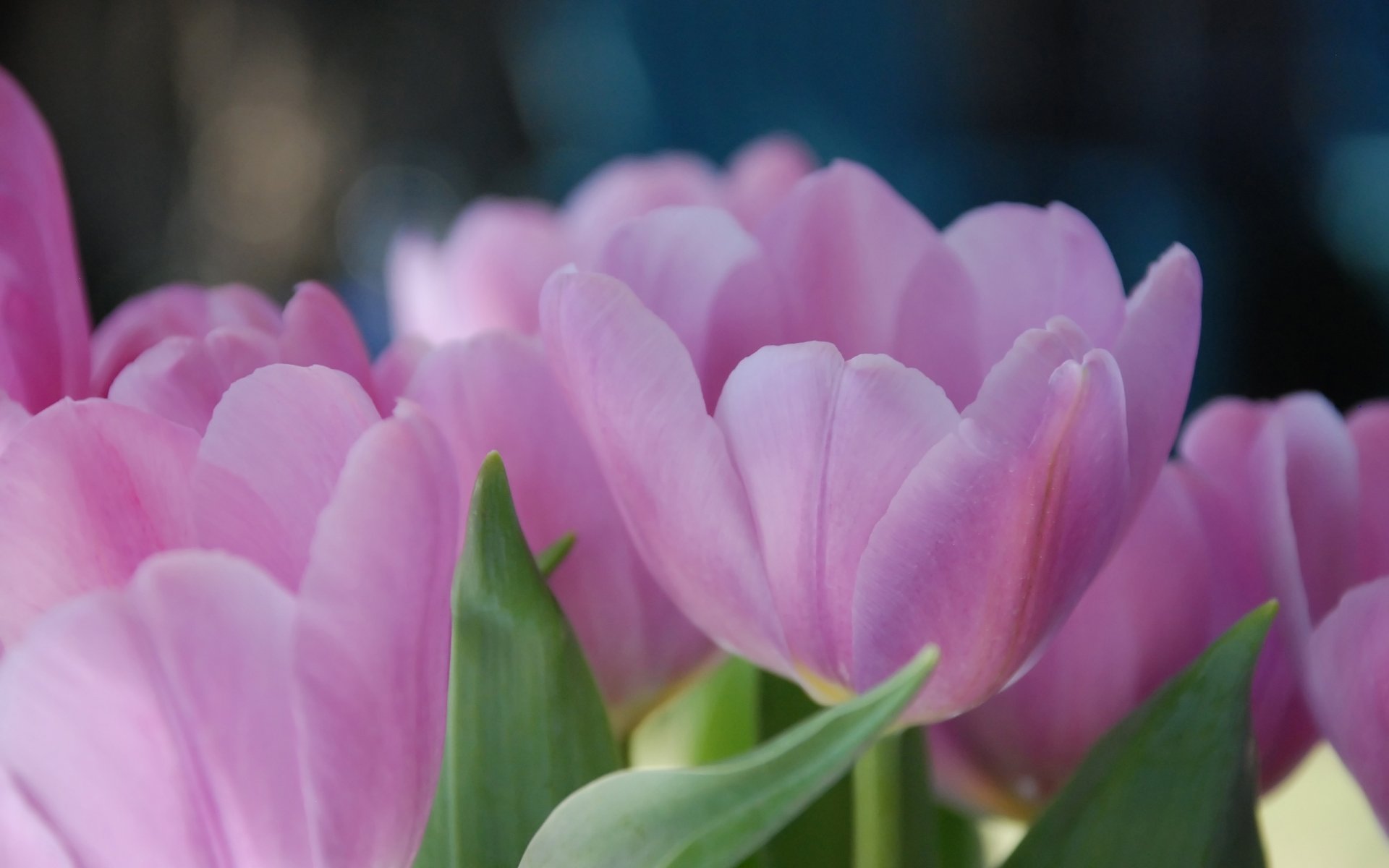 tulpen tulpen blütenblätter. rosa blumen frühling makro