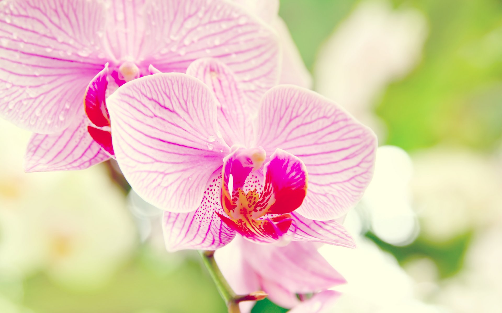 orchid close up phalaenopsis flower