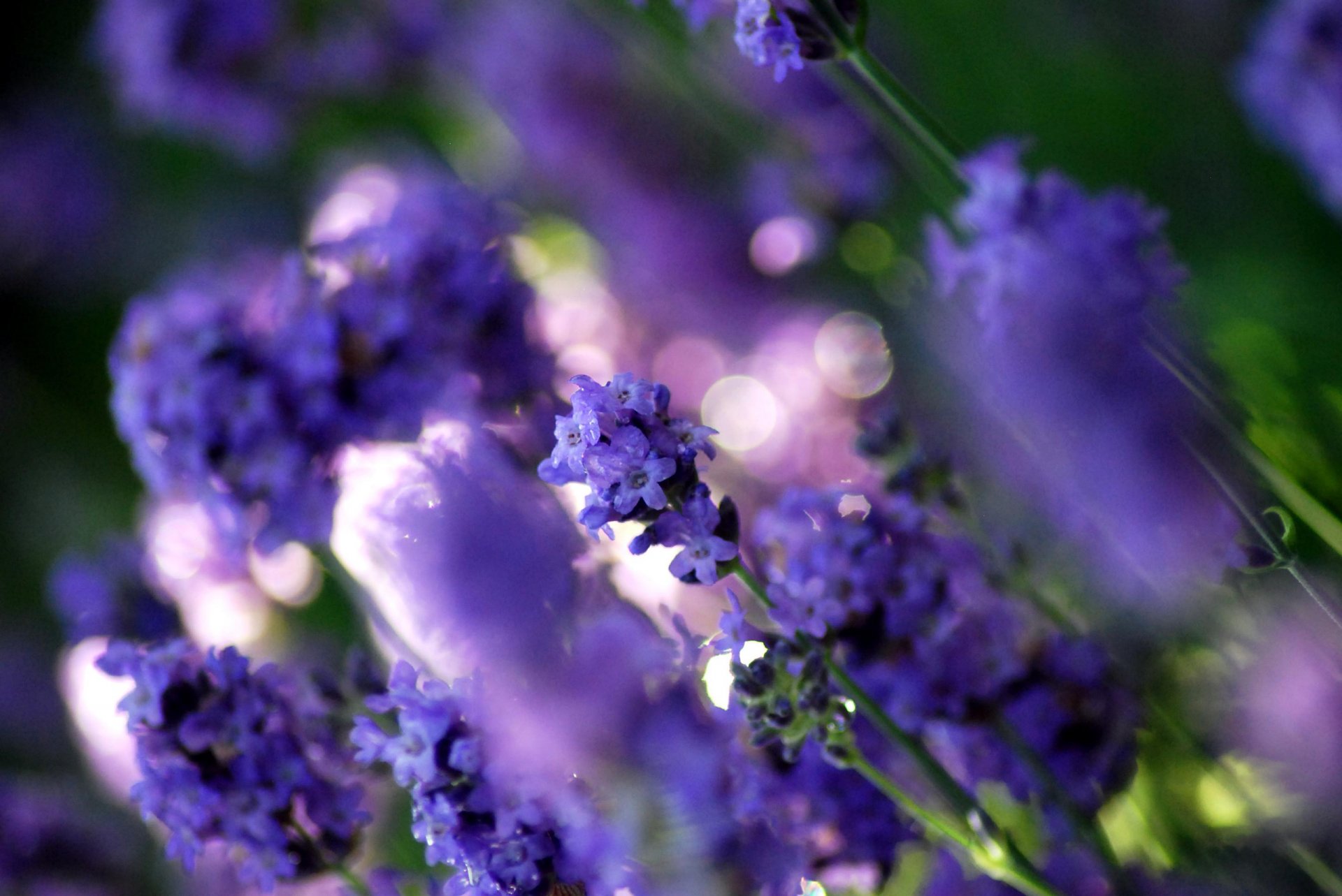 lavande fleurs clairière plantes violet couleur lumière éblouissement flou gros plan