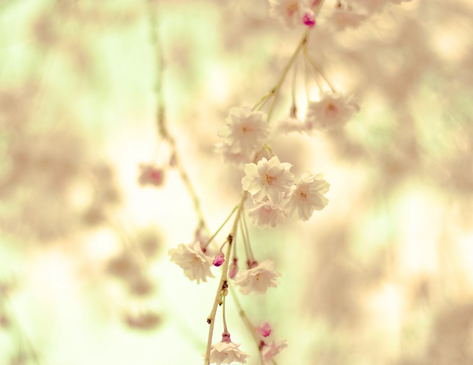 zweig zweig blumen blüte creme zärtlichkeit unschärfe frühling makro natur