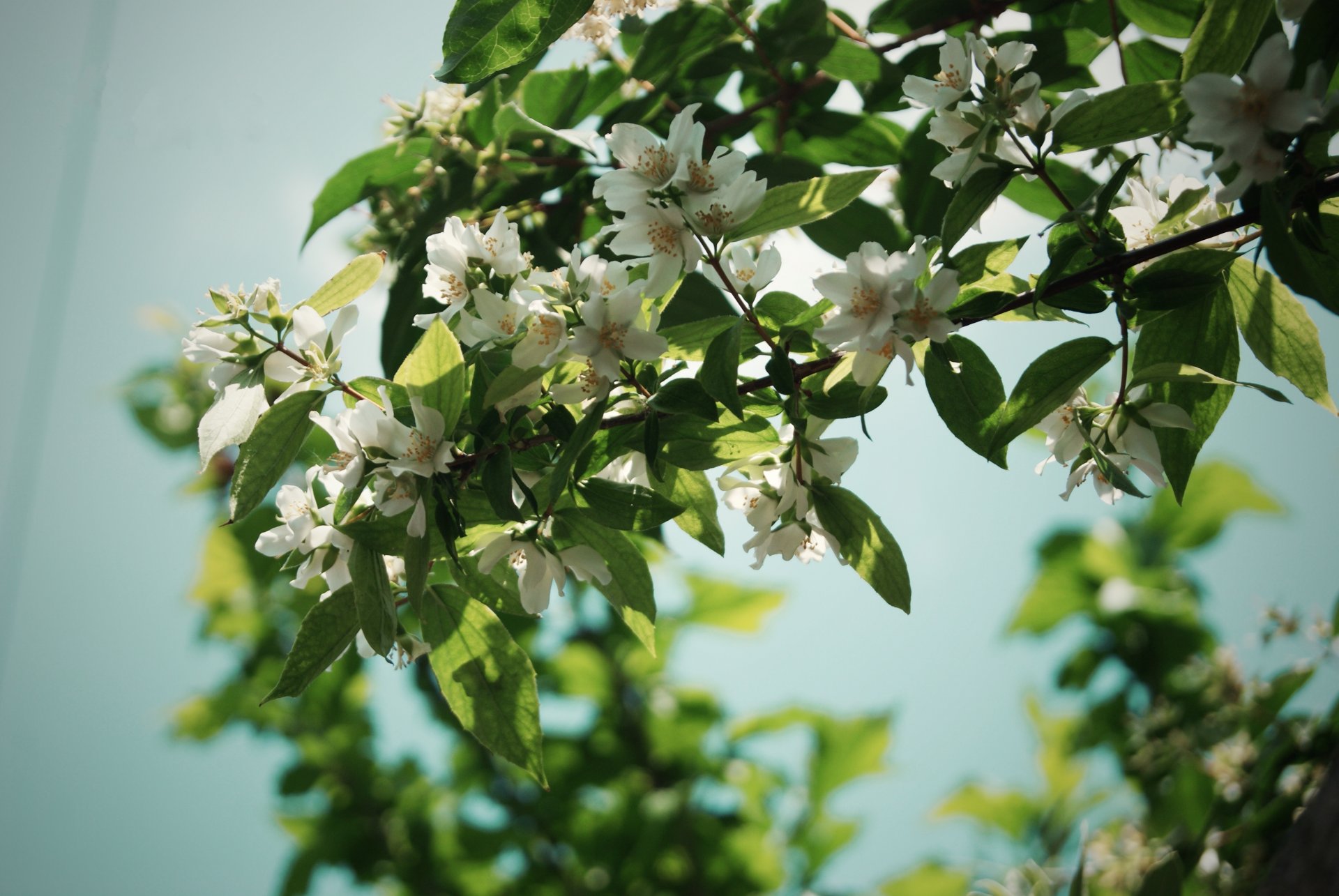 fiori natura albero rami foglie petali estate gelsomino