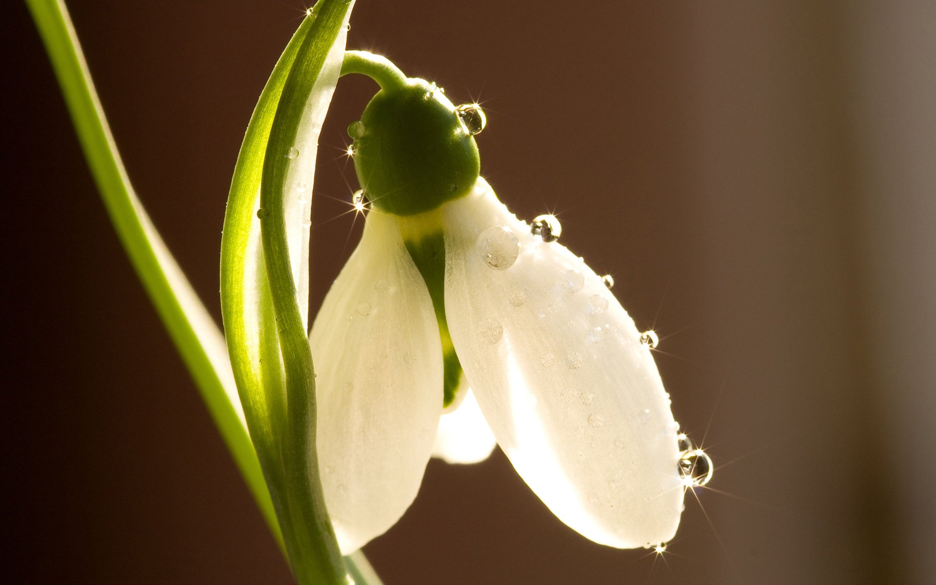 bucaneve bianco primula fiore gocce rugiada glitter primavera fiori macro