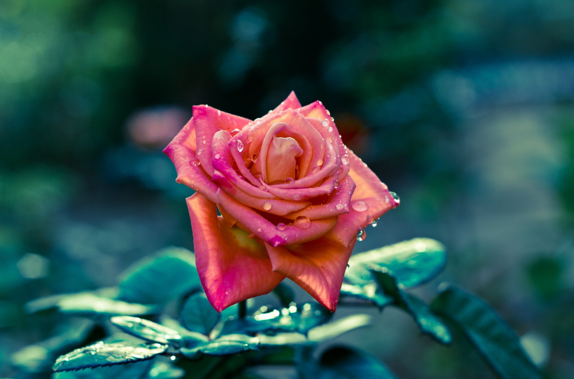 fleurs rose pétales tige mise au point netteté gouttes feuilles