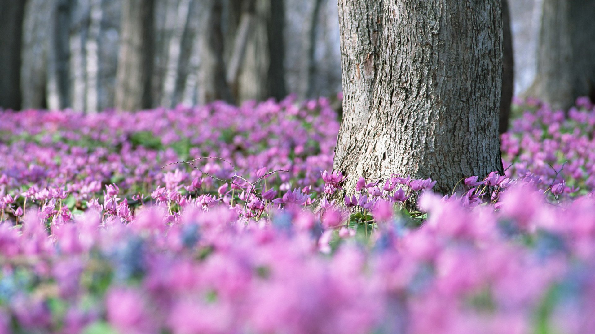 primavera lila violetas mucho