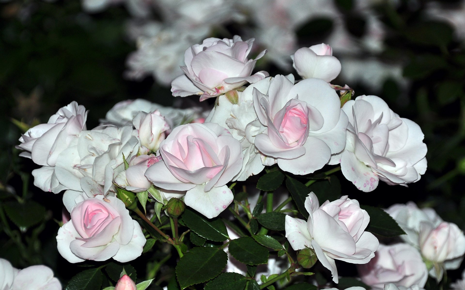 fleurs roses bouquet blanc tendre