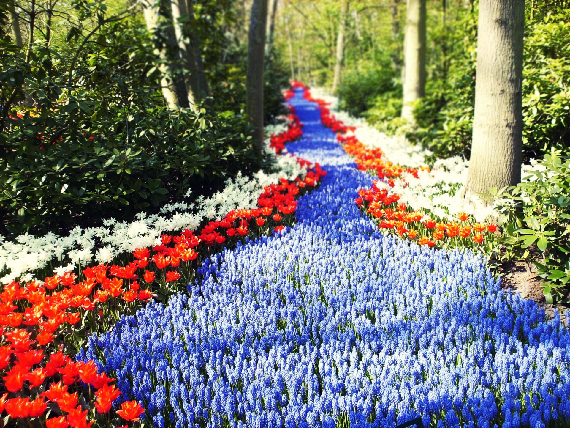 golandia blumen straße weg sonne tulpen wald grüns