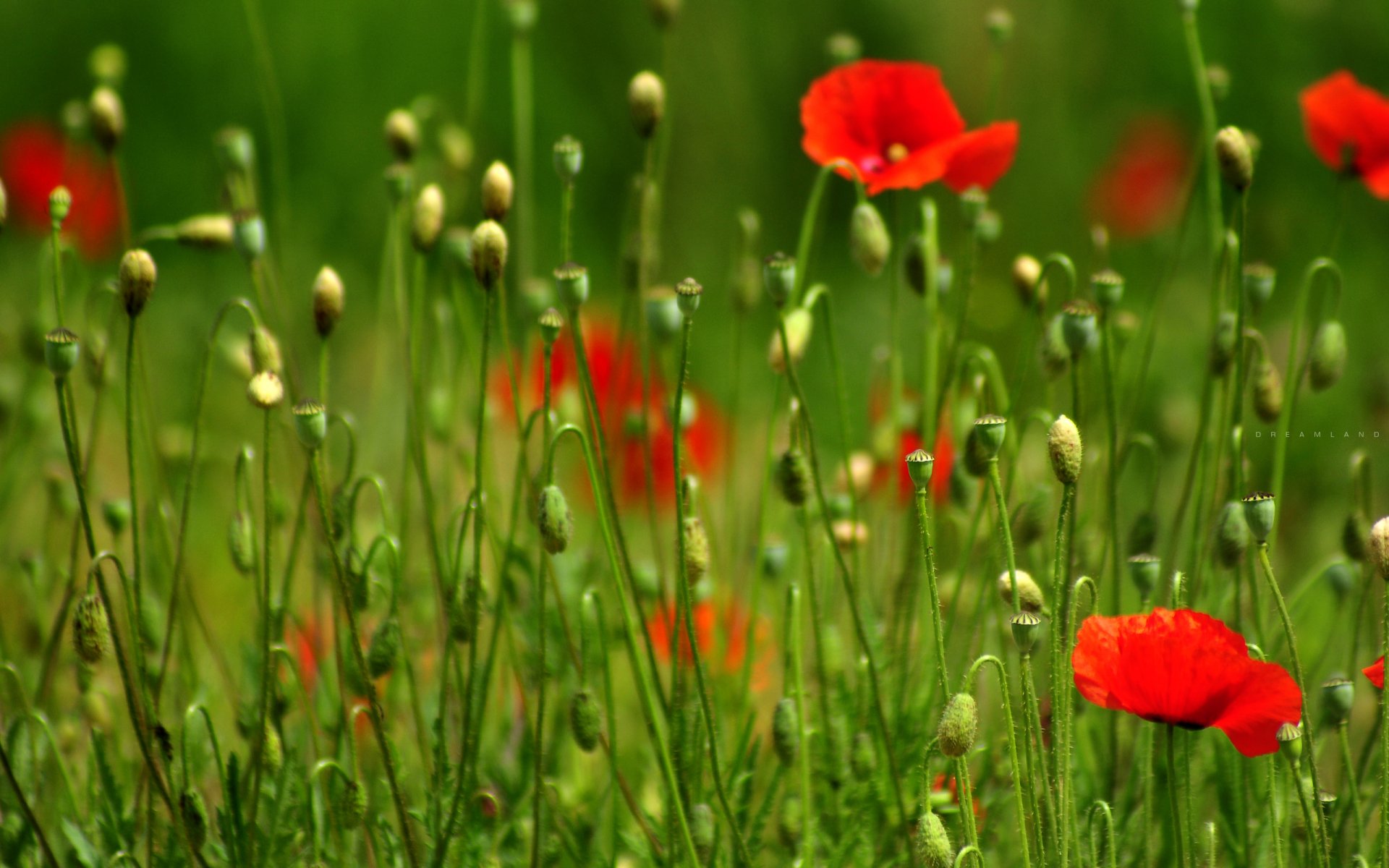 sueños campo amapolas