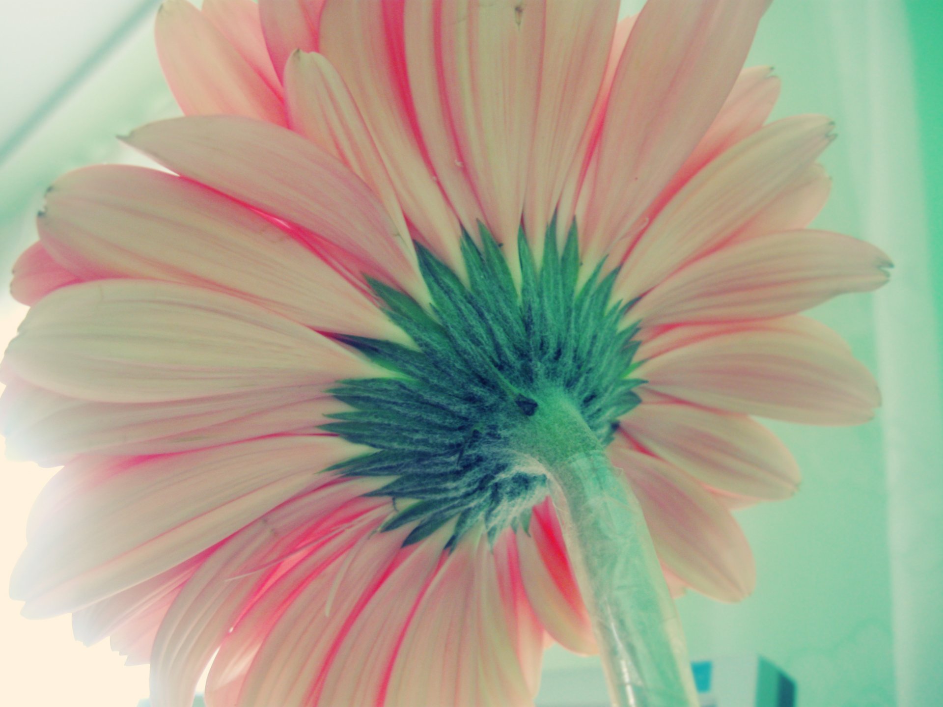 flower rear gerbera