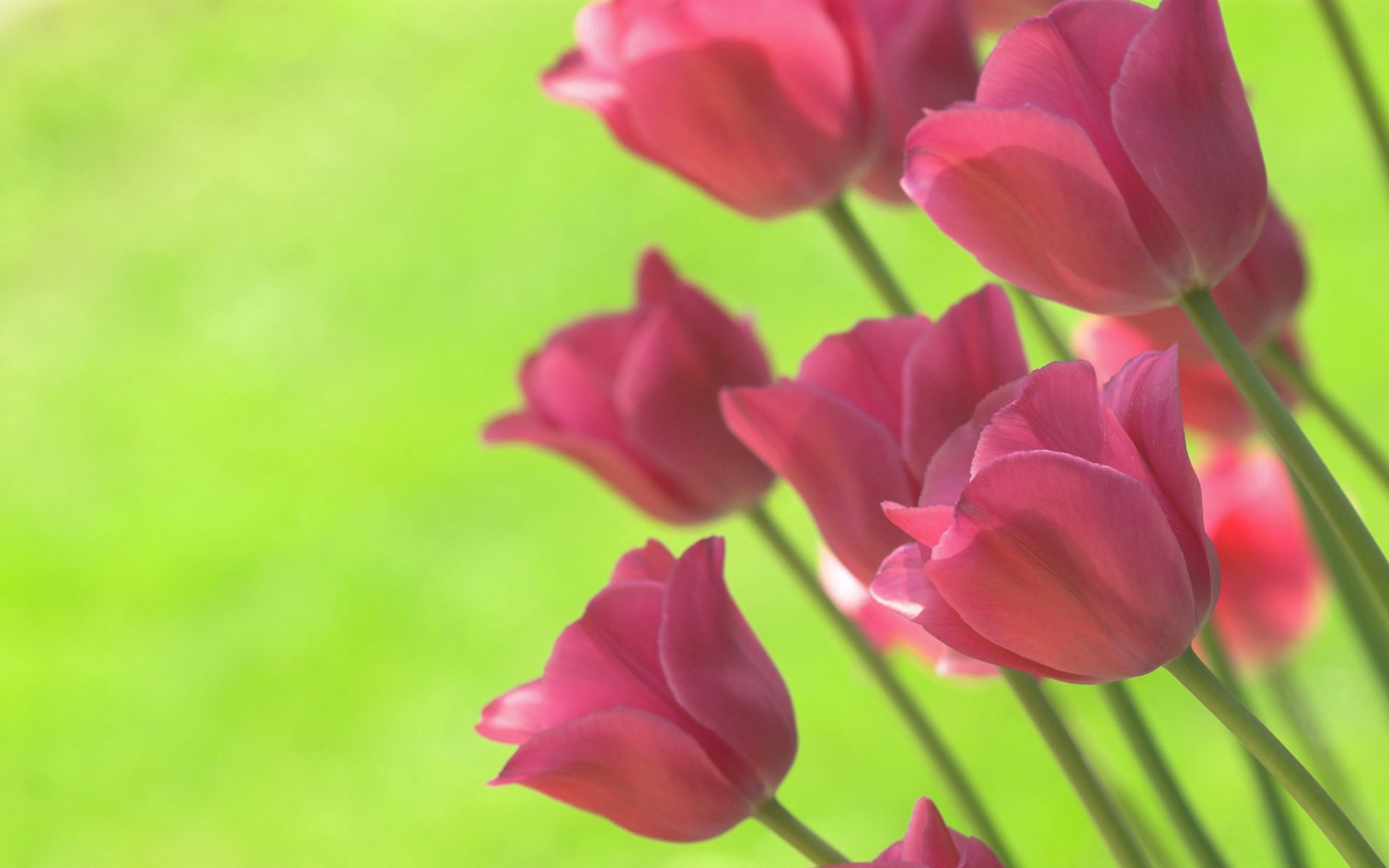 tulips bright light green background spring flower