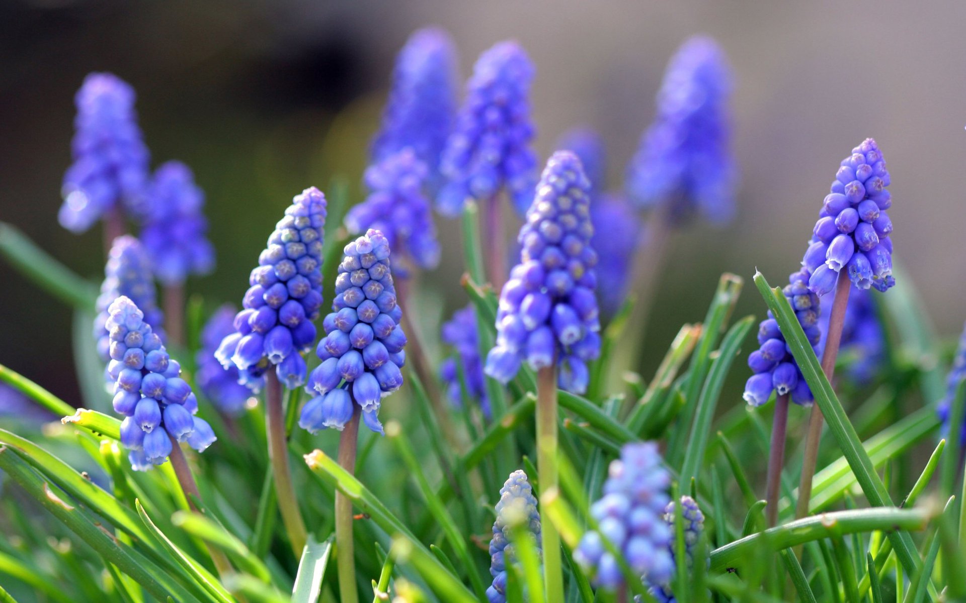 muscari blumen blätter frühling natur