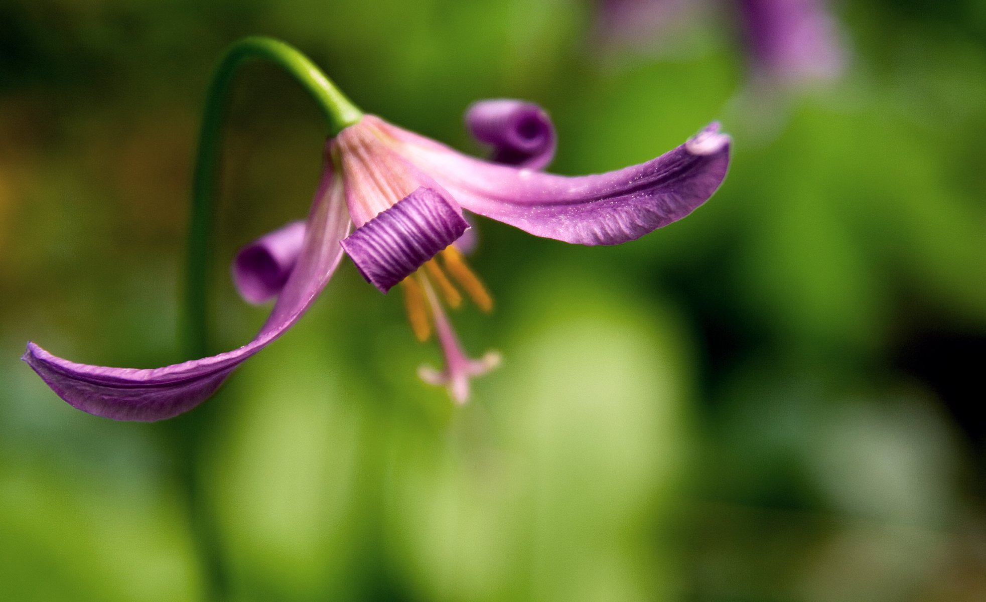 flower background blur