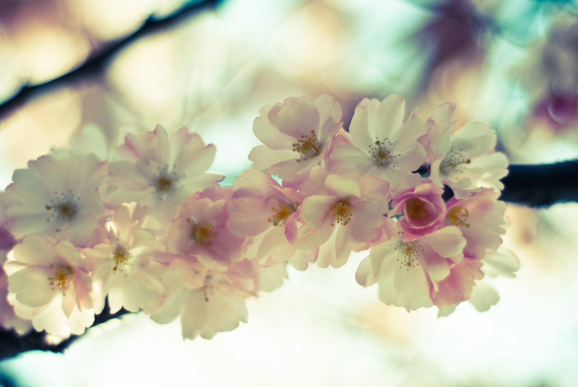 akura flower pink light bloom branch sky spring tender close up