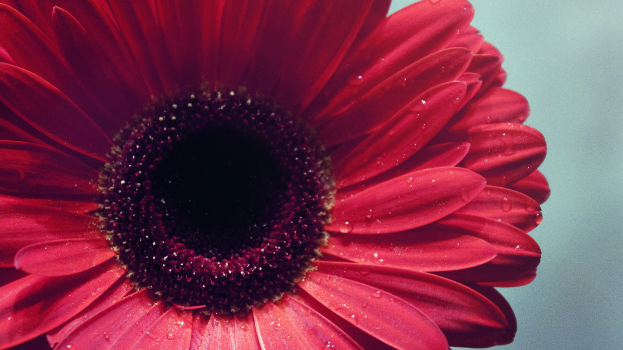 blumen gerbera makro fokus blütenblätter knospe wasser tropfen