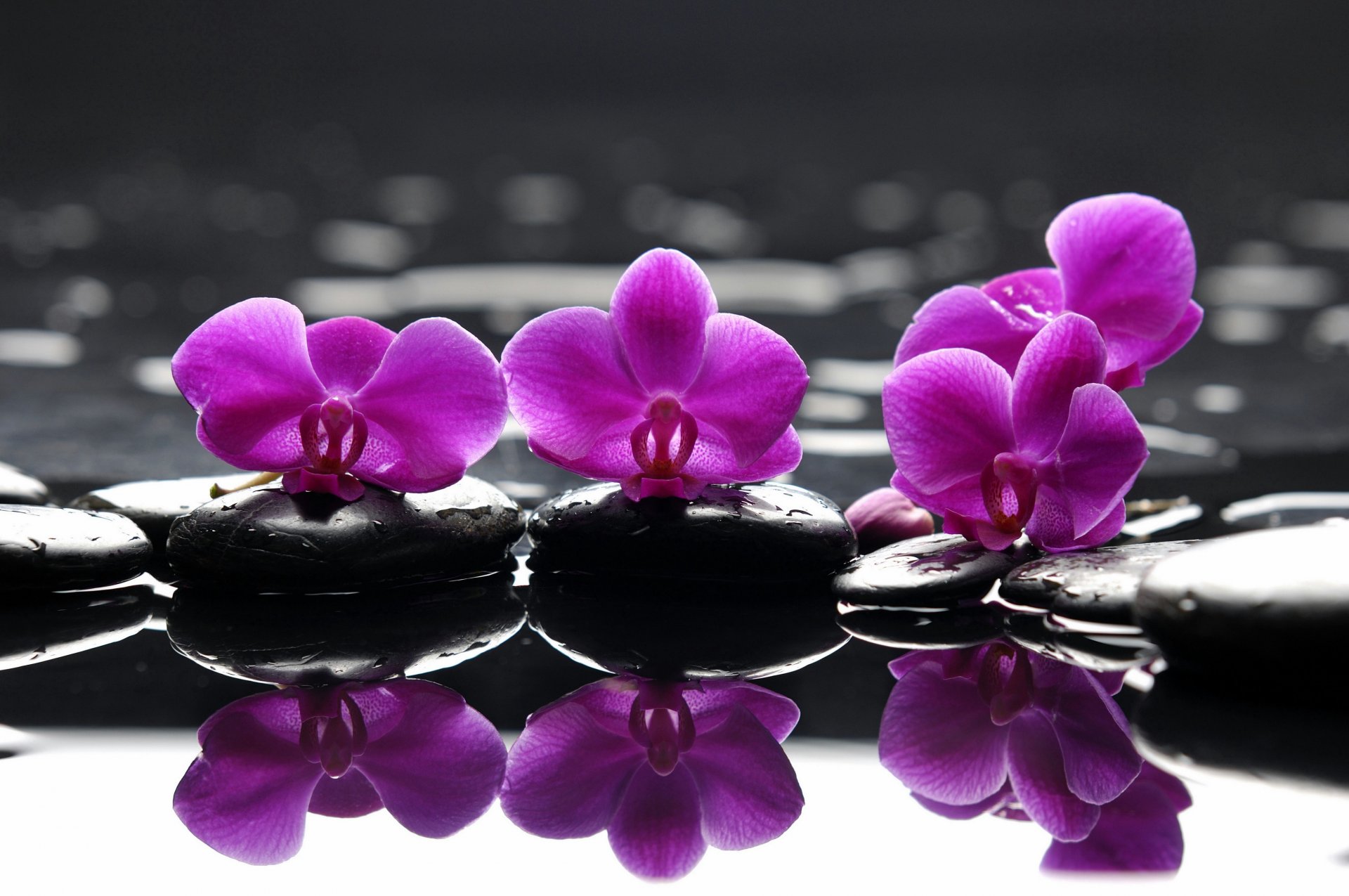 pa purple flowers stones purple flower droplets reflection