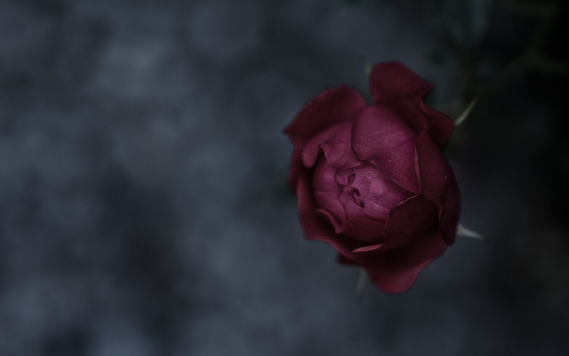 rosa brote pétalos tallo enfoque macro fondo textura estado de ánimo rosa flor naturaleza