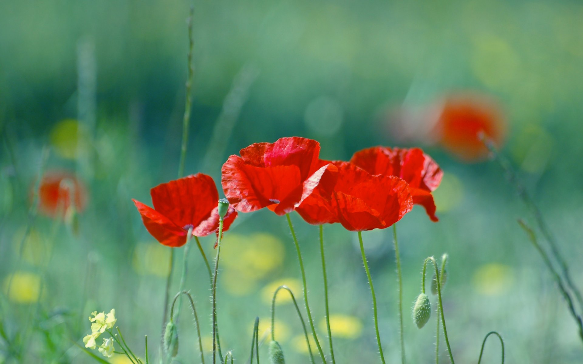 amapolas rojo desenfoque verano naturaleza flores