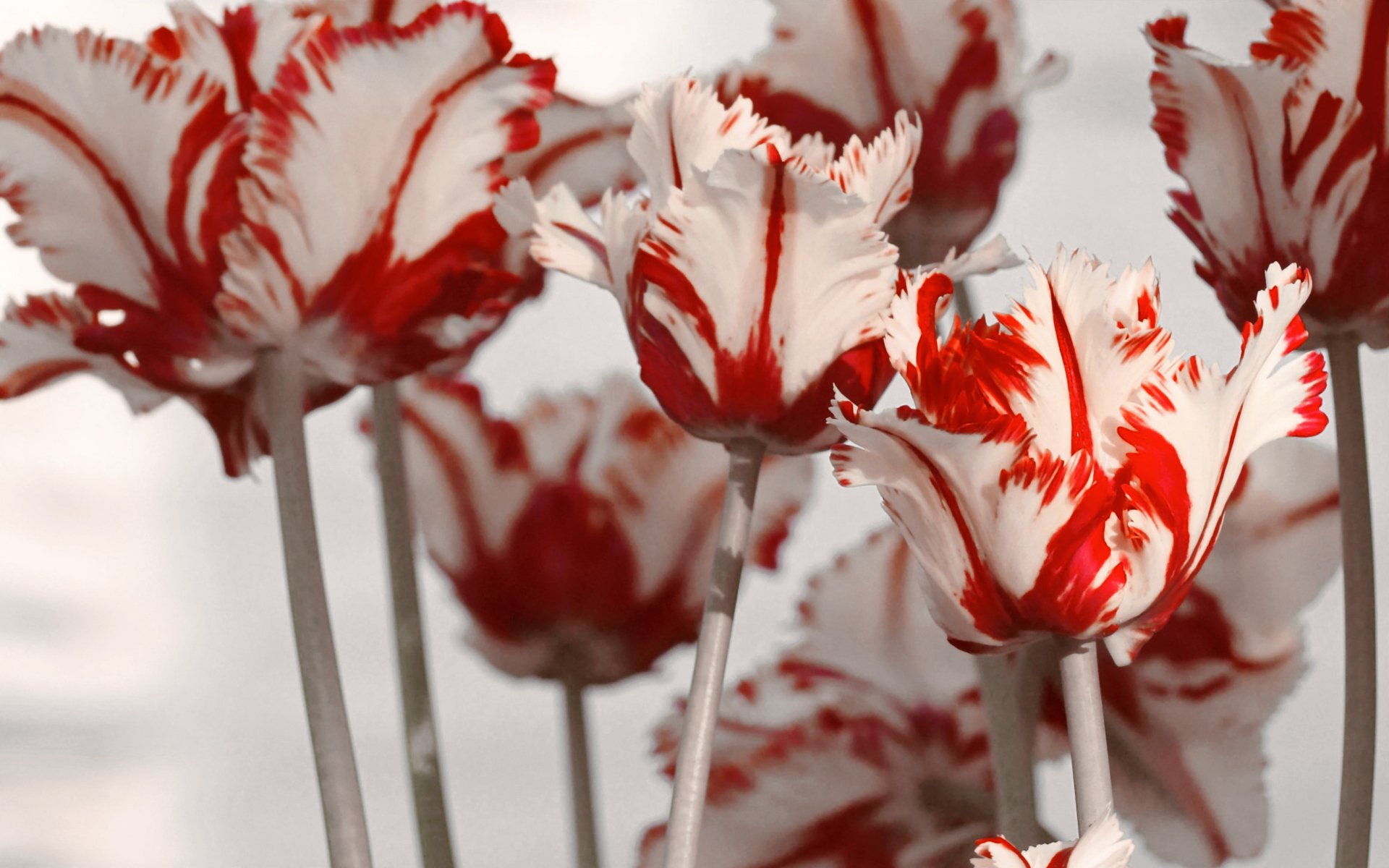 tulipanes blanco rojo primavera flores